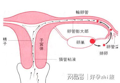 备孕一个月成功绝招
