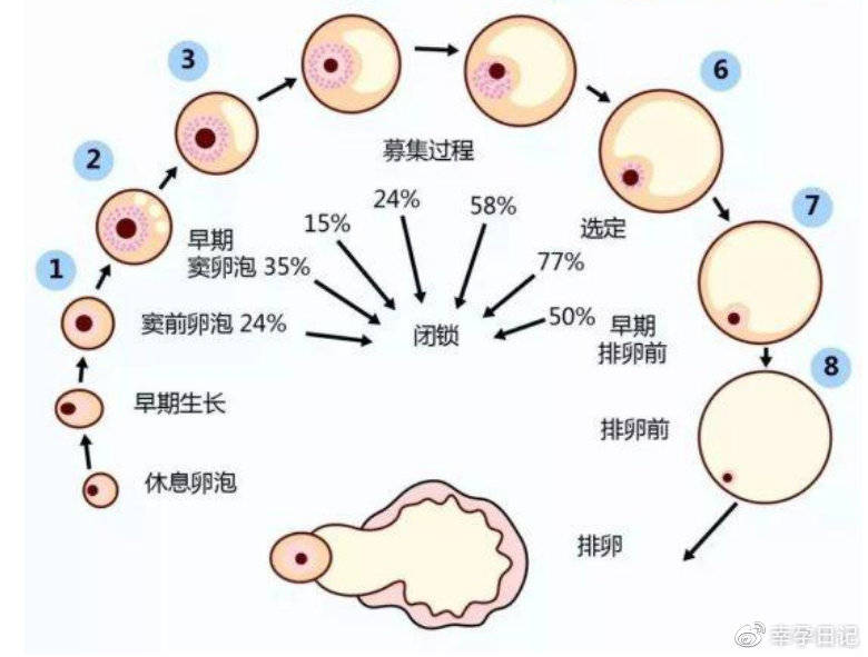 美国生孩子