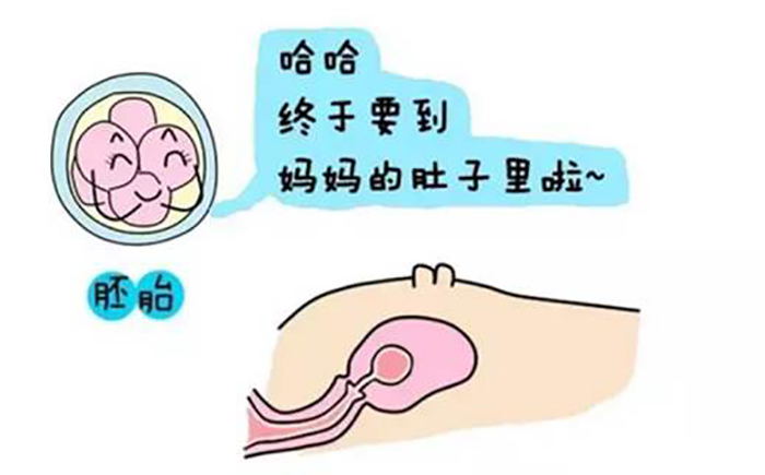 国宾不孕
