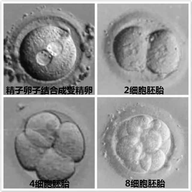 国内试管婴儿