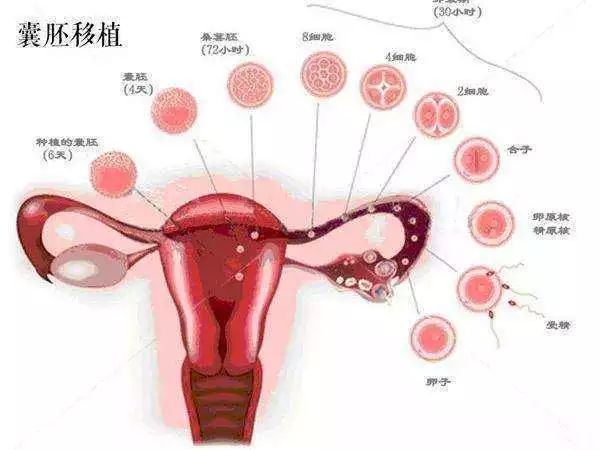 排卵期