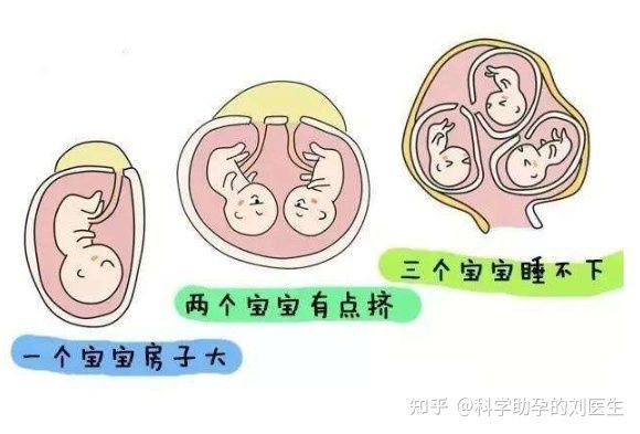 基础卵泡
