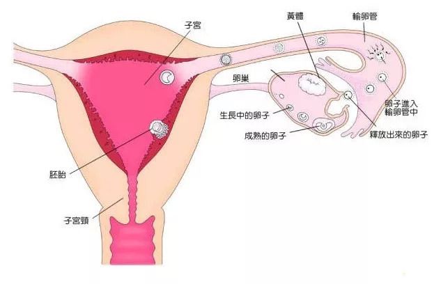 国内试管婴儿价格