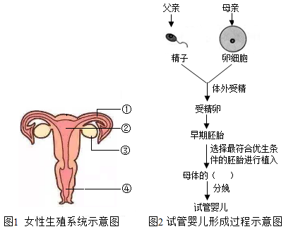 备孕多久算不孕