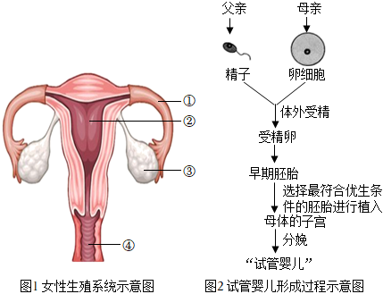 厦门捐卵公司