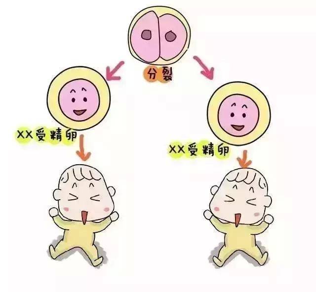 人工授精