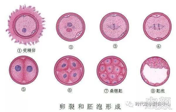 人工授精
